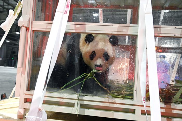 旅韩大熊猫“福宝”顺利抵达成都